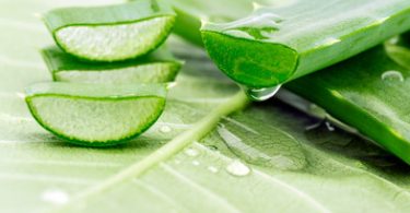 function of aloe vera in human body