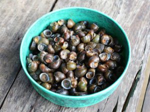 health benefits of periwinkles