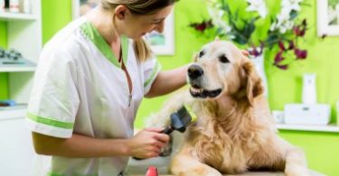 How to Keep Your Golden Retriever Healthy